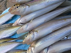シロギス:魚種別インデックス