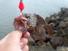 これはカサゴ それともソイ カサゴとムラソイの見分け方 へた釣り こむ