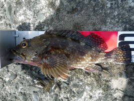 これはカサゴ それともソイ カサゴとムラソイの見分け方 へた釣り こむ