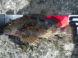 顔が汚い口だけのあんぽんたん カサゴはイジメられっ魚 へた釣り こむ