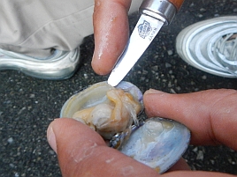 カワハギは冷凍アサリと自分で剥いたアサリで食いが違う へた釣り こむ