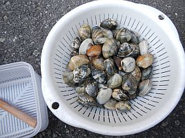 カワハギは冷凍アサリと自分で剥いたアサリで食いが違う へた釣り こむ