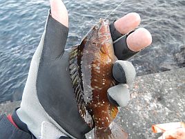 年末年始伊豆合宿 船の敵は堤防で 魚信があるって最高 へた釣り こむ