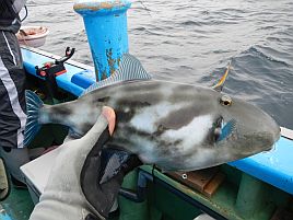 イサキのゲストで釣ったウマヅラに卵がぎっしりで 罪悪感 へた釣り こむ