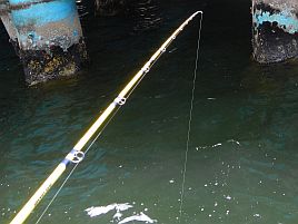 初めての船釣りにオススメ！　東京湾メバルの釣り方まとめ