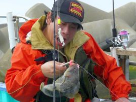 北海道では下魚扱い 東京湾では高級魚 になるアイナメ へた釣り こむ