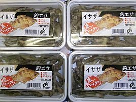 カサゴ釣り大会かぁ 特餌になるらしいゴリの正体って へた釣り こむ