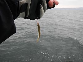 カサゴ入れ食い餌はあります と言いたいけれど 幻か へた釣り こむ