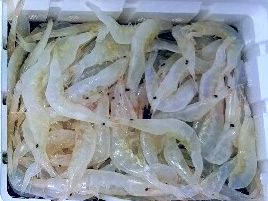 マグロ用で話題の餌 オキエビ をカイワリ用にゲットしとく へた釣り こむ