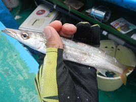 カマスの干物製造中 本カマスと水カマスの見分け方メモ へた釣り こむ