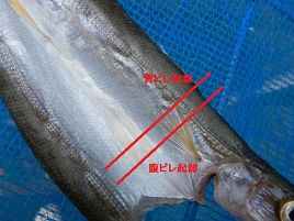 カマスの干物製造中 本カマスと水カマスの見分け方メモ へた釣り こむ