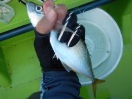 アミ五目で4目釣るも…居酒屋へたは品切れ次第臨時休業