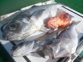 肩コリ完治 すげぇな 東京湾 もしかしてサバのおかげ へた釣り こむ