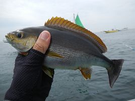 1日剣崎で釣れてイサキ13匹、最大28.5cmでなんとかなった