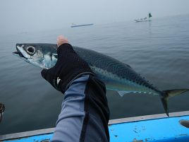 1日剣崎で釣れてイサキ13匹、最大28.5cmでなんとかなった