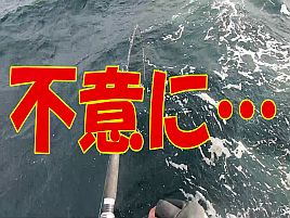 【動画】イシダイ釣りはスローなシャクリで粘り強くが正解かもね
