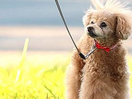 犬の散歩用伸縮リードを尻手ロープに転用できないかな？