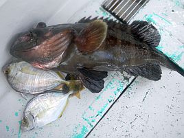 マハタモドキ以外にも「モドキ」な魚は結構な種類いると知る