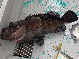 宇佐美で釣れたのマハタではなくレア魚のマハタモドキかも