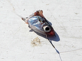 金田湾イワシメバルがあまりに魚信なく呆けてホゲて凹む