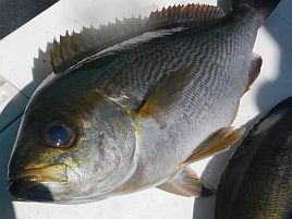 魚種別インデックス へた釣り こむ