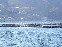 網代港・筏釣りの東海