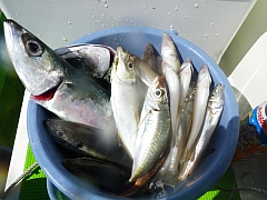 東京湾の二大釣魚と戯れる品川・中金のLTアジ・キスリレー