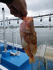 釧路_釣りキチ丸_ヤナギノマイ