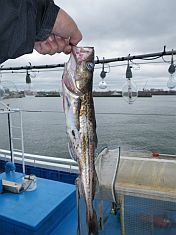 釧路_釣りキチ丸_スケソウダラ