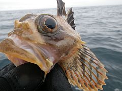 釧路_釣りキチ丸_カジカ