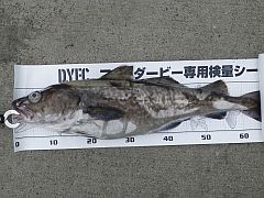 釧路_釣りキチ丸_マタラ