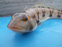 東京湾のカワハギ釣りのゲストって全部食べられるかも！