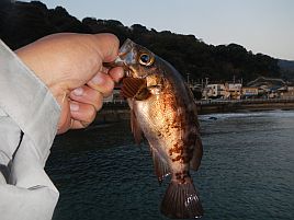 宇佐美・初津堤防_メバル