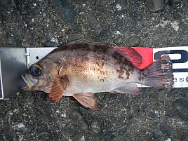 メバル釣りに備えて　一番根掛かりしにくい錘の形状って？