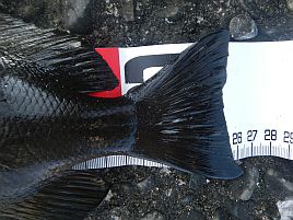 宇佐美・初津堤防_子供2号