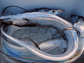 タチウオ：釣魚別インデックス