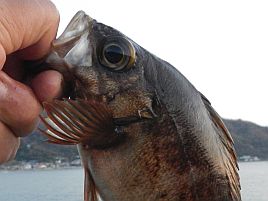 メバル釣りのコツは3本針のどれに釣れたかを察知すること