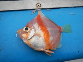 マトウダイ目ヒシダイ科ヒシダイ属ヒシダイ