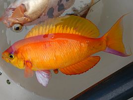 スズキ目シキシマハナダイ科シキシマハナダイ属シキシマハナダイ