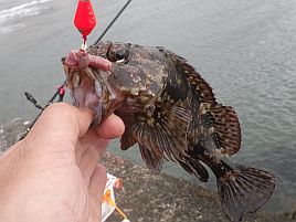 顔洗わないあんぽんたんで口だけ…カサゴはイジメられっ魚