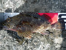 カサゴ:魚種別インデックス