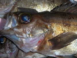 メバルが釣れないときはハリス0.8号の糸付き針に交換しよう