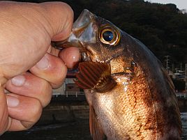 昨年は震災直後で断念した夜メバルがそろそろ気になるゾ