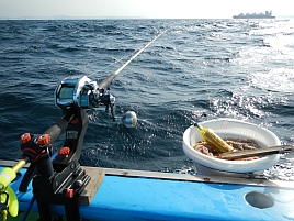 春の濁り潮は沖のLTウィリーで釣れる魚にも影響を与えた