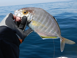 コマセに突っ込む魚かどうかでウィリーのシャクる速度は違う