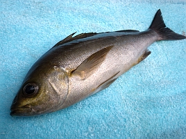 骨が硬くて鍛冶屋殺しと呼ばれる魚　～イサキとマトウダイ～