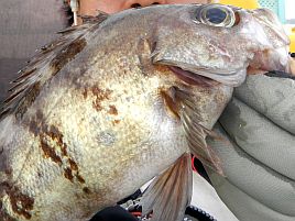 東京湾のメバルの釣り方のコツと来年の課題をまとめておく