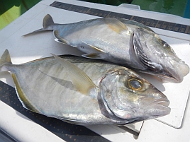 宇佐美・治久丸の五目釣りの釣果がそろそろ気になり始めた