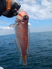 アマダイ：釣魚別インデックス