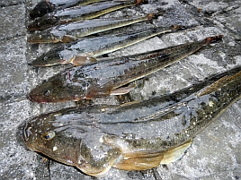 “マゴチ：釣魚別インデックス